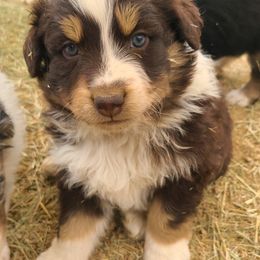 Australian Shepherd Puppies from Long Mt Aussies