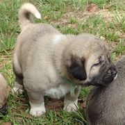 Kangal Puppies from DASA Ridge Kangals