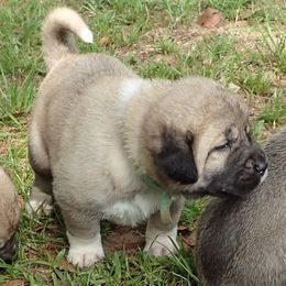 Kangal Puppies from DASA Ridge Kangals