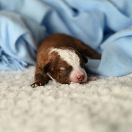 George Washington - Red male Aussiedoodle puppy in Lincoln, California from Frenchie LOVE and Doodles