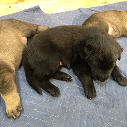 German Shepherd Puppies from Von Fousthaus GSDogs