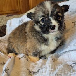 Miss Ella - Sable female Pembroke Welsh Corgi puppy in Checotah, Oklahoma from Skoal Creek Corgi's