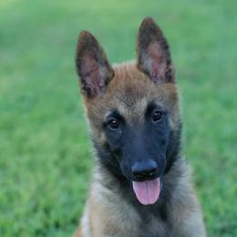 Louie - Fawn male Belgian Malinois puppy in Vinita, Oklahoma from Alouette Belgians