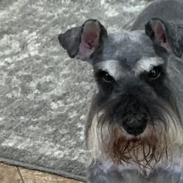 Miniature Schnauzers from Mini Schnauzers