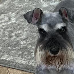 Miniature Schnauzers from Mini Schnauzers