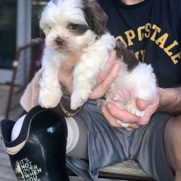 Hammer - Gold and white male Shihpoo puppy in Eldon, Missouri from B&B Designer Shihpoo’s