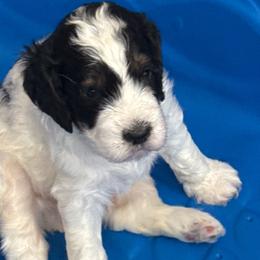 George - Black and white male Springerdoodle puppy in Murrells Inlet, South Carolina from SpringerDoodles at the Beach