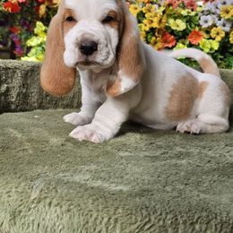 Ford, blue boy - Lemon and white male Basset Hound puppy in Foley, Alabama from Jubilee Basset Hounds