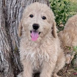 Queen Anne's Lace (Lacey) - Apricot female Goldendoodle puppy in Kansas City, Missouri from Beary GoldenDoodles