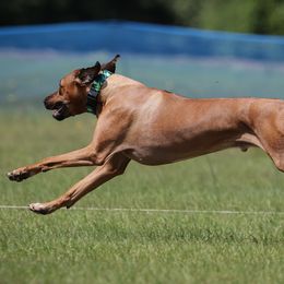 Australian Shepherds and Great Danes from Winners Circle Kennel