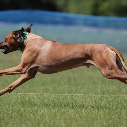 Australian Shepherds and Great Danes from Winners Circle Kennel