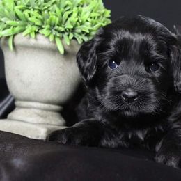 Australian Labradoodle Puppies from Shadow Pine Australian Labradoodles