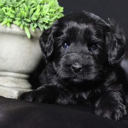 Australian Labradoodle Puppies from Shadow Pine Australian Labradoodles