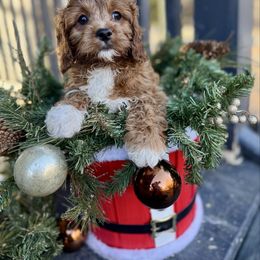 Dasher - Red male Cavapoo puppy in Bozrah, Connecticut from Cedar Creek Farm