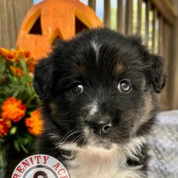 Red Collar - Black tri-color male Australian Shepherd puppy in Winston Salem, North Carolina from Serenity Acres Aussies