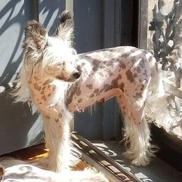 Jasmine - Chinese Crested