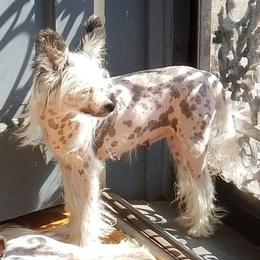 Jasmine - Chinese Crested