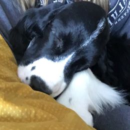 English Springer Spaniel Puppies from Tandem English Springer Spaniels