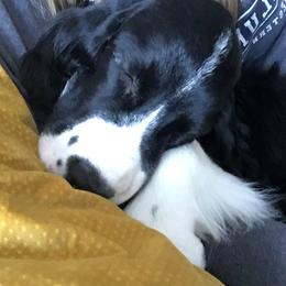 English Springer Spaniel Puppies from Tandem English Springer Spaniels