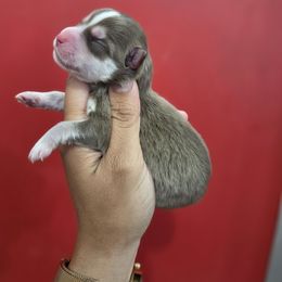 Kelton - Chocolate male Pomsky puppy in Mc Callsburg, Iowa from SZ Rolling Acres LLC