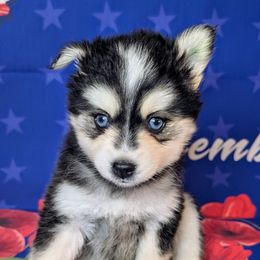 Kirby - 1800 - Black and white female Pomsky puppy in Spring Hill, Florida from www.PuppyTimeEmporium.com