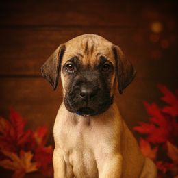 Blue Collar - Fawn male Great Dane puppy in Ocala, Florida from Oak Haven Great Danes
