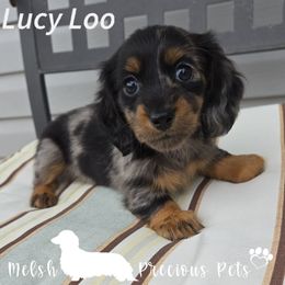 Lucy Loo - Dapple female Dachshund puppy in Anamosa, Iowa from Melsh Precious Pets
