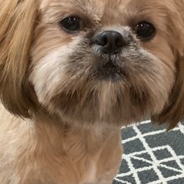 Shih Tzus from G & C House of Royal Queens and Kings