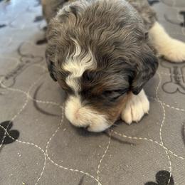 Pink collared female - Blue merle female Bernedoodle puppy in Cody, Wyoming from Yellowstone Breeders