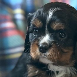 Aussiedoodles, Cavalier King Charles Spaniels, Cavapoos, and Goldendoodles from Harvest Creek