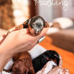 Frosting - Black and tan male Cavapoo puppy in Idaho Falls, Idaho from Freckle Paw Family