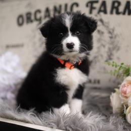 Nova - Black and white female Border Collie puppy in Conway, Missouri from 2J 2K Border Collies | Maremma Sheepdogs