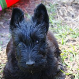 Poodle and Scottish Terrier Puppies from Conundrums Kennels