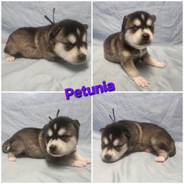 Petunia - Black and white female Alaskan Klee Kai puppy in Byron Center, Michigan from Family Friendly Labradors & Klee Kai