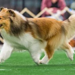 Dottie - Shetland Sheepdog