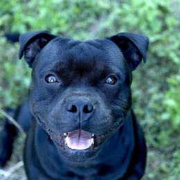 Bravo - Staffordshire Bull Terrier