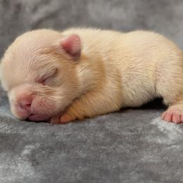 Polar - White male French Bulldog puppy in Battle Ground, Washington from Ferguson's Bulldogs