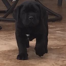 Cane Corso Puppies from Fedele's Cane Corso