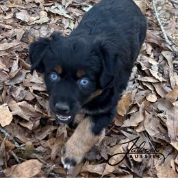 Josie - Black tri female Miniature Australian Shepherd puppy in Lumberton, Mississippi from Talowah Aussies