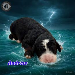 Andrew - Tri-color male Bernedoodle puppy in Banner Elk, North Carolina from Walnut Tree Bernedoodles