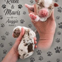 Auggie - Red merle male Australian Shepherd puppy in Magee, Mississippi from Paint ByNumbers Ranch