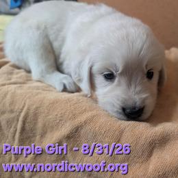Purple Girl - Light golden female Golden Retriever puppy in Peoria, Arizona from Nordic Woof's Golden Retrievers
