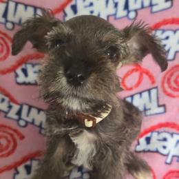 Bear - Salt and pepper male Miniature Schnauzer puppy in Titusville, Florida from Alysha's Grandbabies