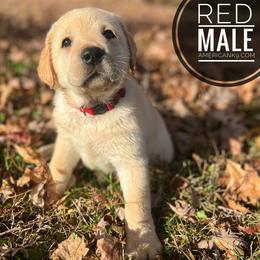Labrador Retriever Puppies from Krys Ruth