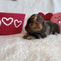 Puppy 1 - Dapple male Dachshund puppy in Bakersfield, California from Cencal Doxies