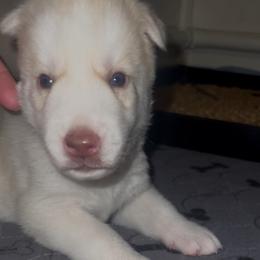 Prompto - Red and white male Siberian Husky puppy in Bangs, Texas from Final Siberians