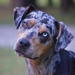 Kindle  - Catahoula Leopard Dog