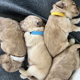 Cockapoo Puppies from Brevard County Cockapoos
