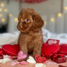 Rome - Red male Cockapoo puppy in 77304, Texas from Little Valley Puppies