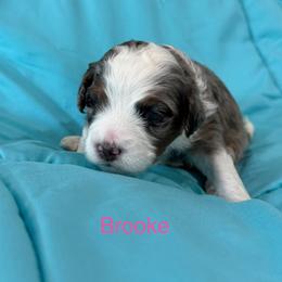 Brooke - Merle female Bernedoodle puppy in Horseshoe Bend, Idaho from Over the Moon Poodles and Doodles